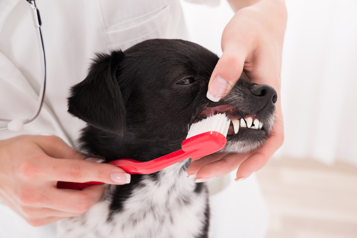 De tanden van een puppy