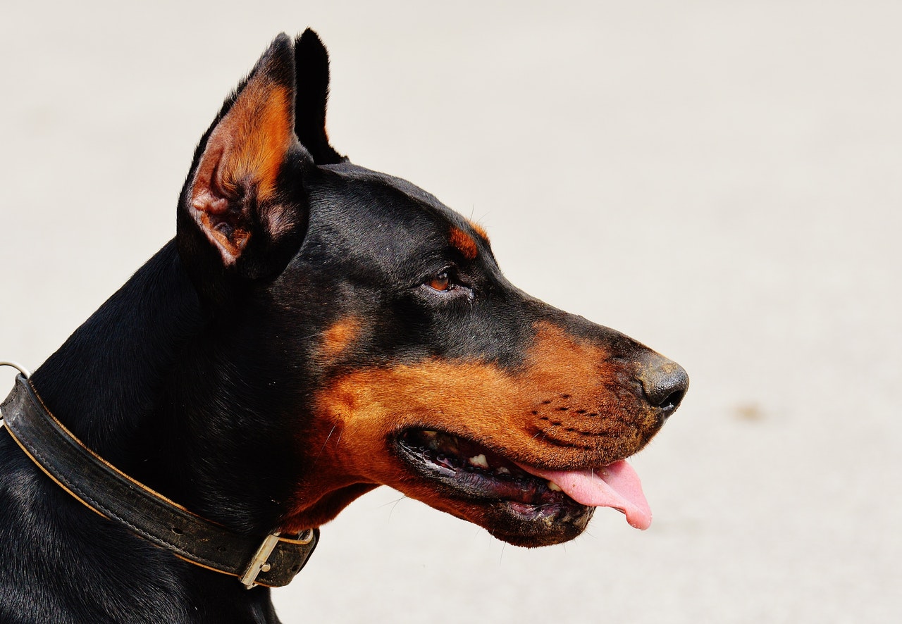 Een hond uit het buitenland