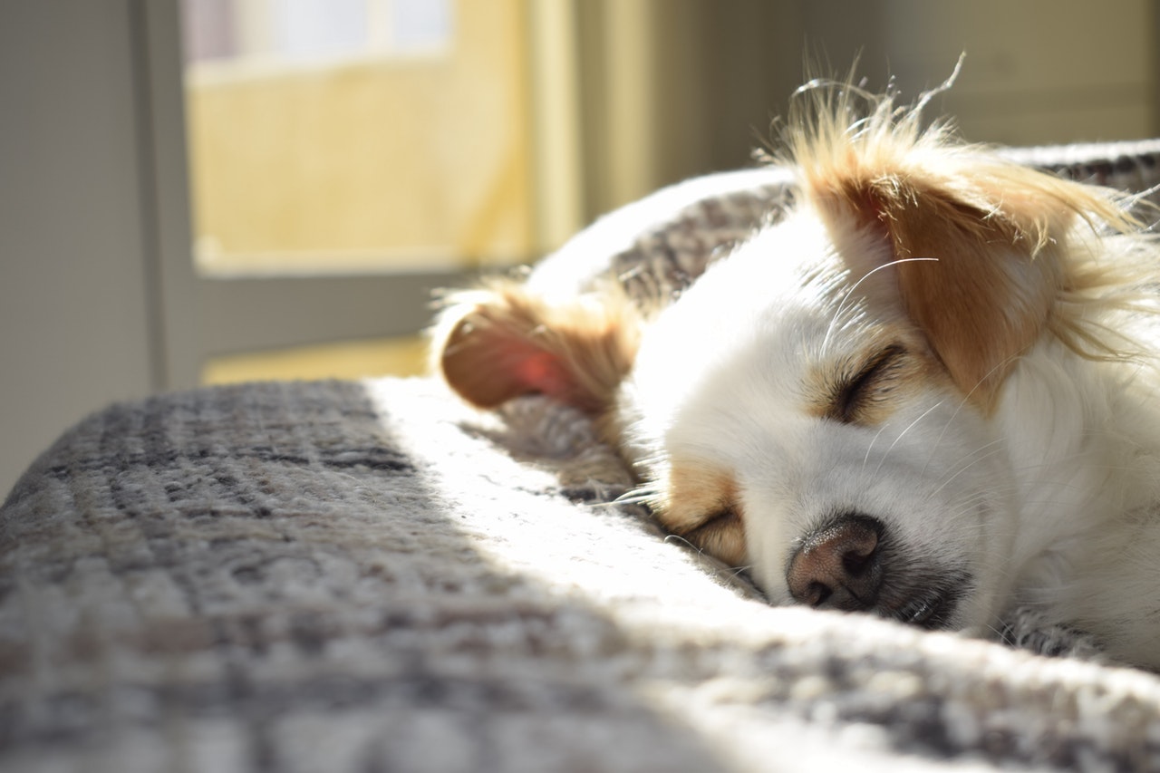 Je huis hond-proof maken