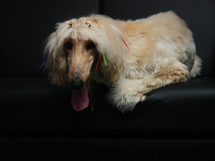 Veel voorkomende huidaandoeningen bij honden