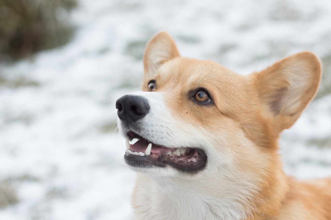 Waarom hijgen honden?