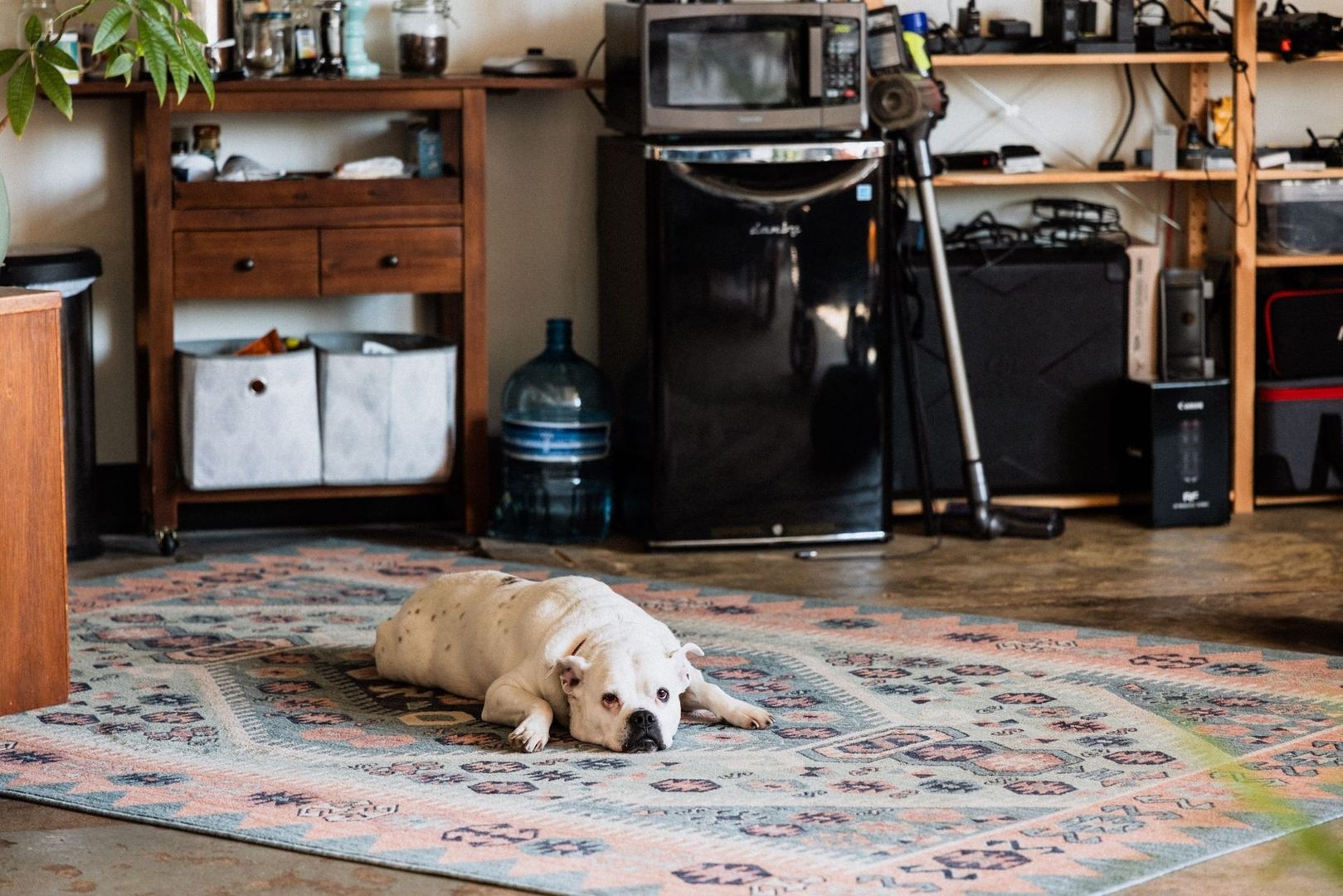 Witte hond ligt ontspannen alleen op een kleed in de woonkamer