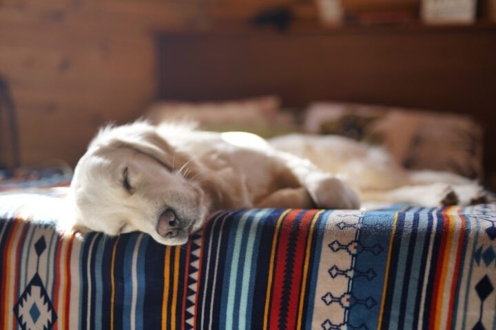 Hoeveel slaap heeft een volwassen hond werkelijk nodig?