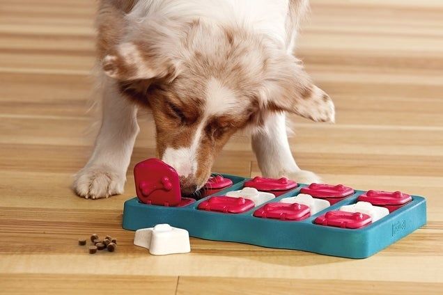 Hond snuffelt aan een voerpuzzel met schuifvakjes en brokjes