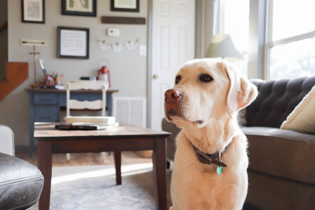 Labrador rustend in een lichte woonkamer naast een salontafel