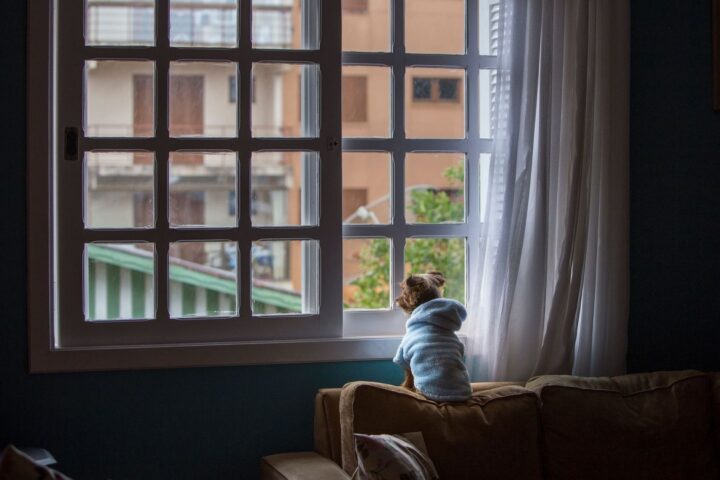Verlatingsangst of verveling? Zo leert je hond écht ontspannen alleen zijn