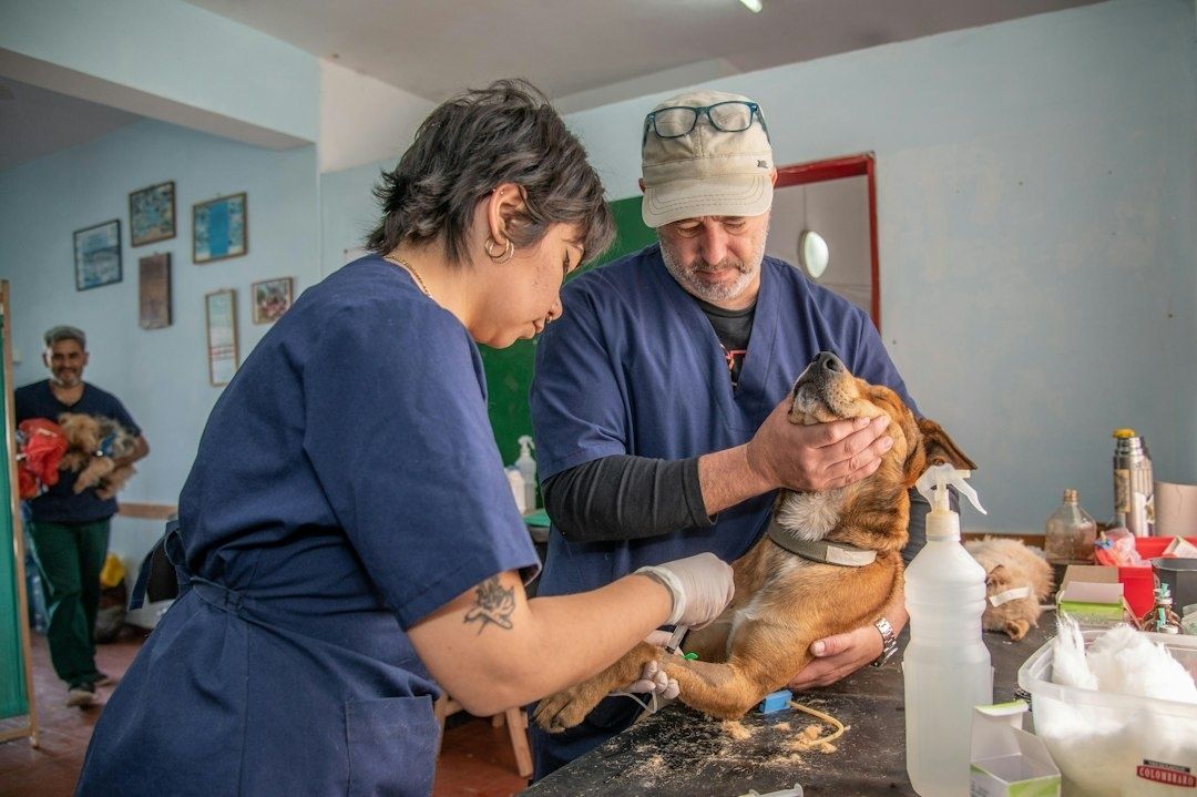 Twee hulpverleners verzorgen een hond op een onderzoekstafel