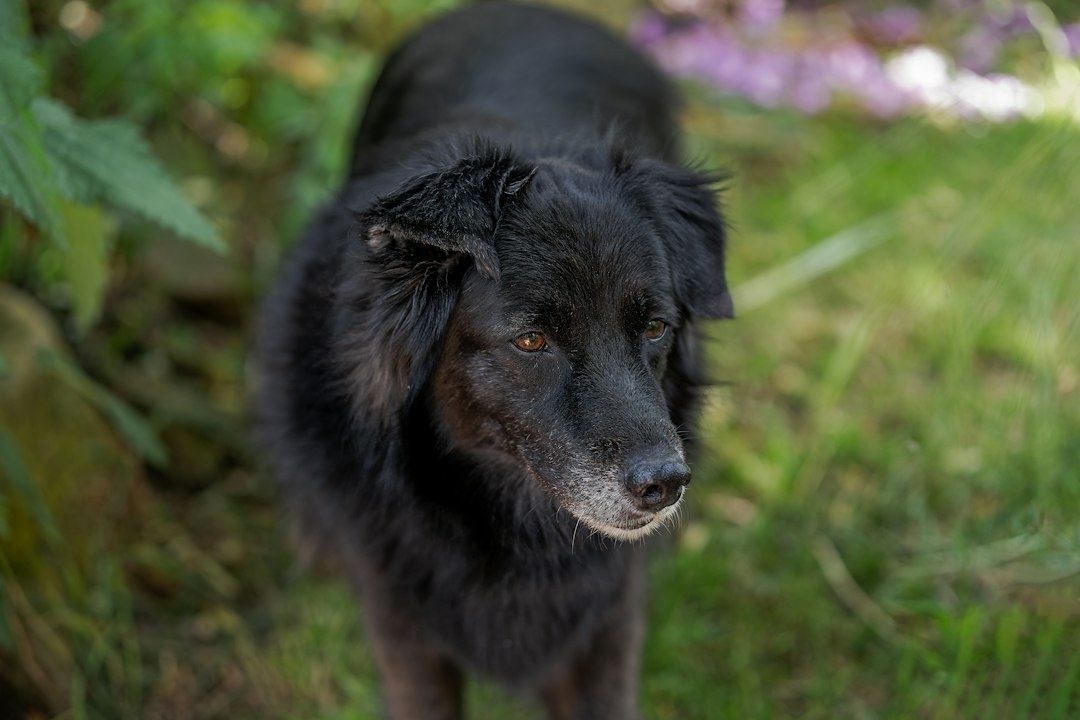 Oudere zwarte hond staat alert in een groene tuin