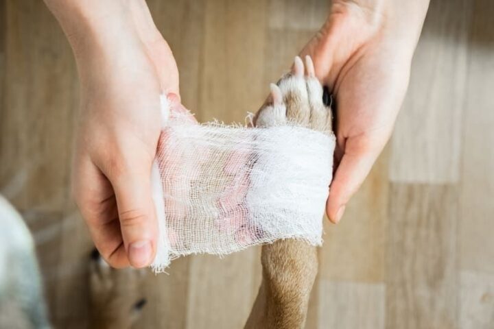 EHBO voor hondenbezitters: Eerste handelingen bij acute noodgevallen EHBO voor hondenbezitters: Eerste handelingen bij acute noodgevallen